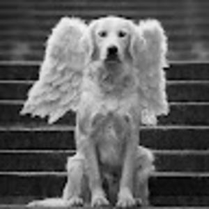 Meet your Posher, Colette